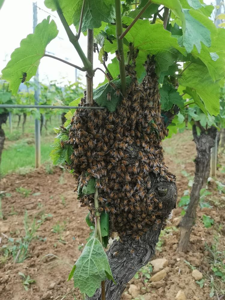Nid d'abeilles sur pied de vigne