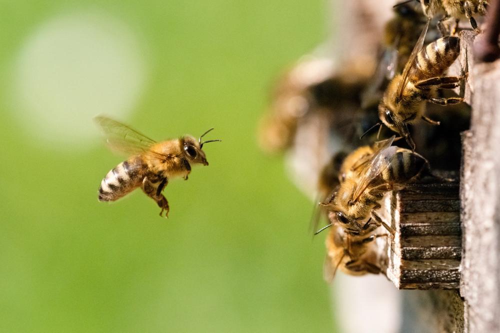 Abeille