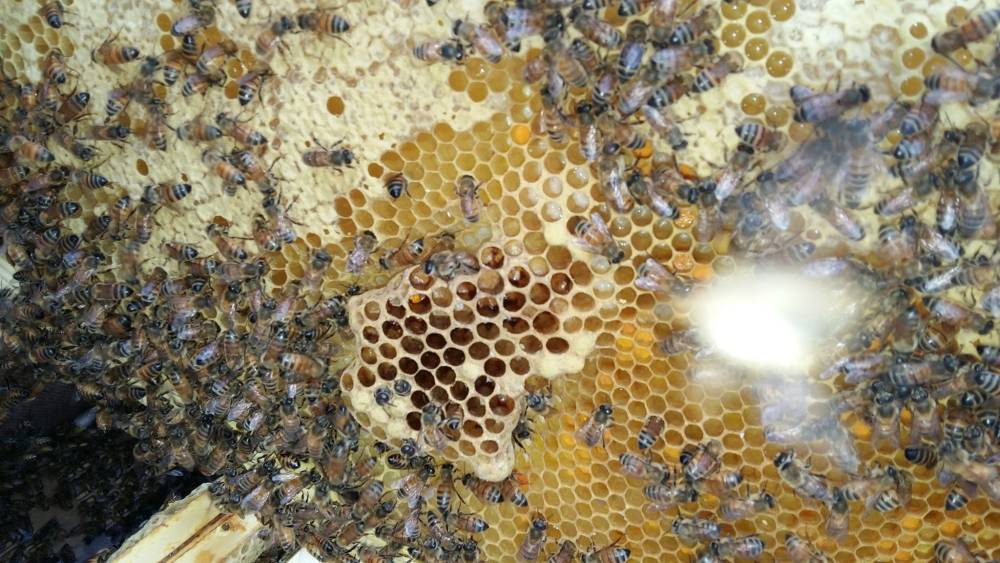 spécialiste guêpes et frelons près de Ensisheim